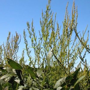 waterhemp-in-soy-credit-Iowa-State-University